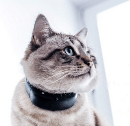 collier GPS pour chat
