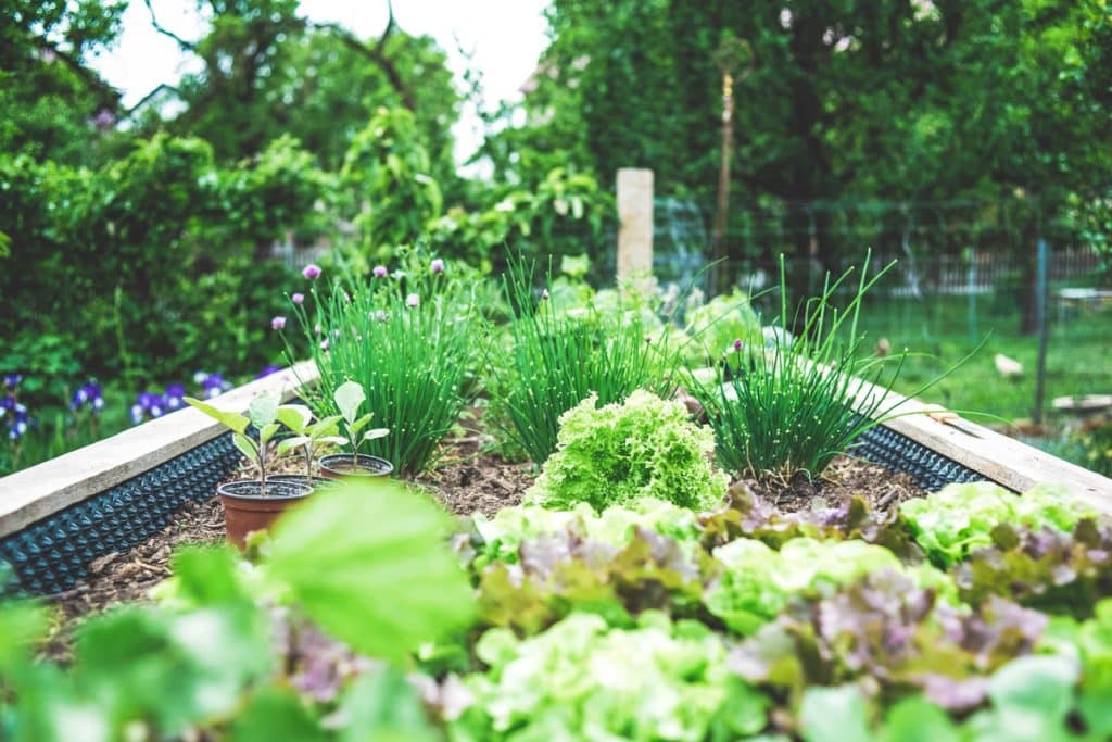 Adapter son jardin pour survivre à la canicule : Des idées écologiques et durables