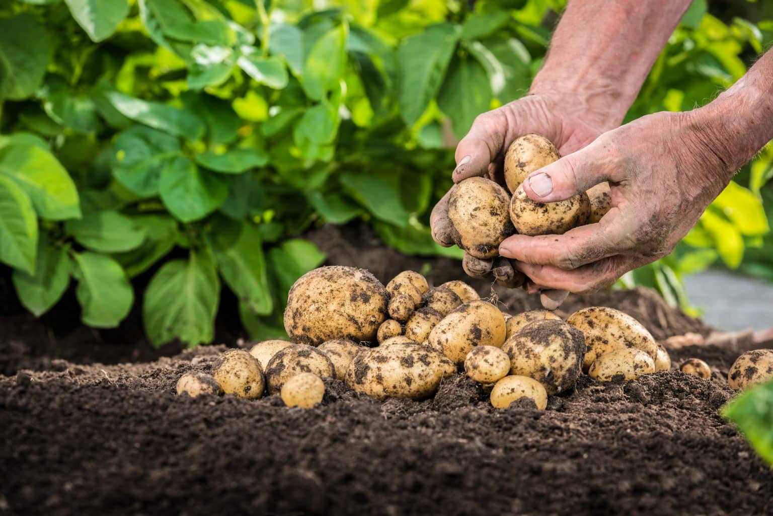 Quelles sont les meilleures techniques pour maximiser le rendement de vos pommes de terre